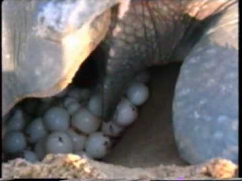 Impossible de lire la video