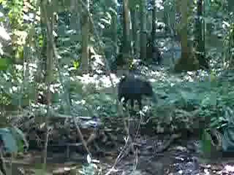 Impossible de lire la video