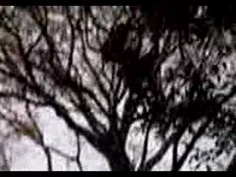 Impossible de lire la video