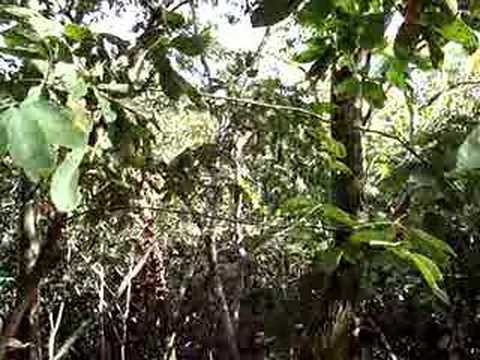 Impossible de lire la video