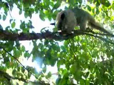 Impossible de lire la video