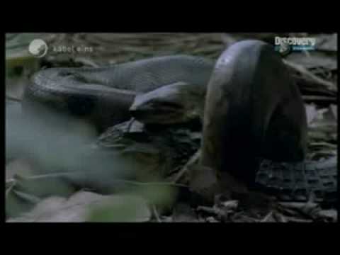 Impossible de lire la video