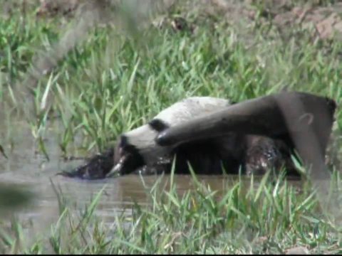 Impossible de lire la video