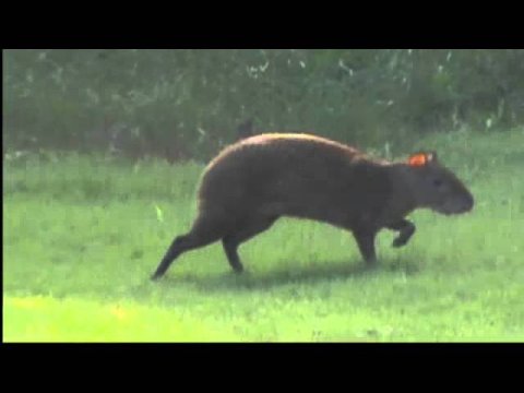 Impossible de lire la video